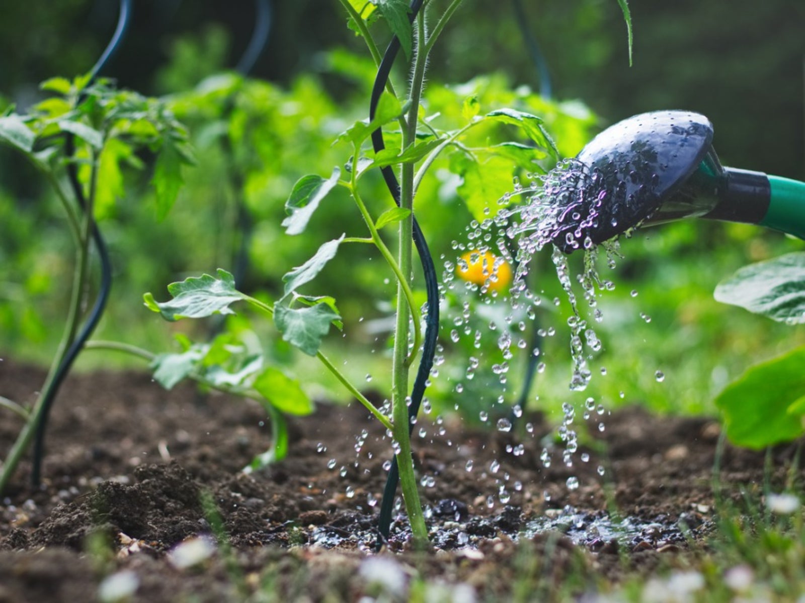irrigation1