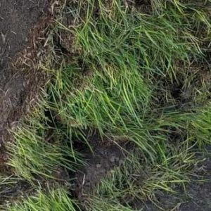 sod service